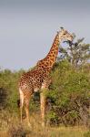 Giraffe, Giraffa camelopardalis, Maasai Mara wildlife Reserve, Kenya.
