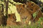 Lion cubs in the bush, Maasai Mara Wildlife Reserve, Kenya