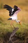 Yellow-Billed Stork Readying for Flight, Maasai Mara, Kenya