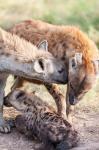 Spotted Hyena, Maasai Mara, Kenya