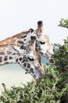 Maasai Giraffe, Maasai Mara Game Reserve, Kenya