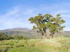 Mount Kenya NP, Site in the highlands of central Kenya, Africa. UNESCO