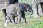 African bush elephant calf in Amboseli National Park, Kenya