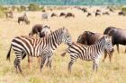 Common Zebra or Burchell's Zebra, Maasai Mara National Reserve, Kenya