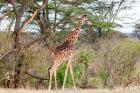 Giraffe, Maasai Mara National Reserve, Kenya