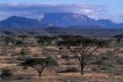 Acacia and Distant Massif North of Mt Kenya, Samburu National Reserve, Kenya