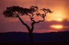 Acacia Tree as Storm Clears, Masai Mara Game Reserve, Kenya