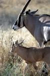 Beisa Oryx and Calf, Kenya
