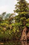 Africa, Liberia, Monrovia. Plantlife along the Du River.