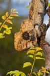 Giant Madagascar or Oustalet's Chameleon, Montagne des FranI?ais Reserve Antsiranana, Northern Madagascar