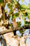 Indian Ocean, Madagascar. Hoopoe bird on tree limb.