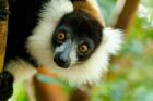 Madagascar, Lake Ampitabe, Headshot Of The Showy Black-And-White Ruffed Lemur
