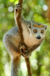 Madagascar, Lake Ampitabe, Female Crowned Lemur Has A Gray Head And Body With A Rufous Crown