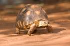 Radiated Tortoise in Sand, Madagascar