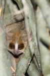 Brown Mouse Lemur, tree trunk in Madagascar