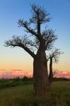 Baobob Trees, Berenty National park, Toliara, Madagascar