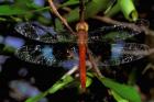 Madagascar, Ankarana Reserve, Malagasy Dragonfly insect