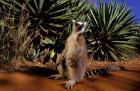 Madagascar, Berenty Private Reserve. Ring-tailed Lemur