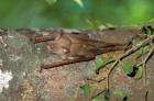 Madagascar, Commerson's leaf-nosed bat wildlife
