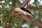 Sickle-billed Vanga, Katsepy, Madagascar