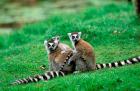 Madagascar, Antananarivo, Ring-tailed lemur, primate