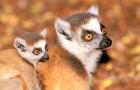 Madagascar, Berenty Reserve, Ring-tailed lemur primates