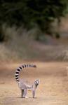 Ring-tailed Lemur, Berenty Reserve, Madagascar