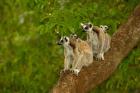 Ring-tailed lemurs, primates, Berenty Reserve MADAGASCAR