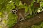 Ring-tailed lemur, Beza mahafaly reserve, MADAGASCAR