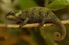 True Chameleon, Lizard, Madagascar, Africa