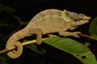 Green-eared Chameleon lizard, Madagascar, Africa