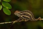 Campan's chameleon lizard, Madagascar