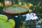 Victoria amazonica water lily flower, Mauritius