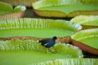 Bird on a water lily leaf, Mauritius