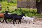 Africa, Mozambique, Ibo Island, Quirimbas NP. Goats running down path.