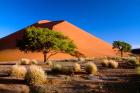 Trees with Sossosvlei Dunes, Namib-Naukluff Park, Namibia