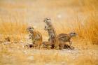 Namibia, Etosha NP. Cape Ground Squirrel