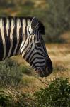 Zebra's head, Namibia, Africa.