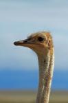 Ostrich, Struthio camelus, Etosha NP, Namibia, Africa.