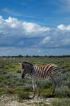 Young Burchells zebra, burchellii, Etosha NP, Namibia, Africa.