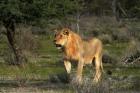 Young male lion, Panthera leo, Etosha NP, Namibia, Africa.