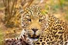 Leopard Profile at Africat Project, Namibia
