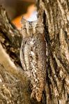 African Scops Owl in Tree, Namibia