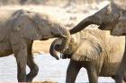 African Elephants at Halali Resort, Namibia