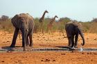 Elephants and giraffes, Etosha, Namibia