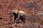 Africa, Namibia, Puros. Desert dwelling elephants of Kaokoland.