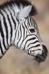 Burchell's Zebra, Etosha National Park, Namibia