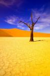 Skeleton Trees in Dead Vlei, Namibia