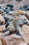 Cape Fur seals, Cape Cross, Skeleton Coast, Kaokoland, Namibia.