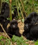 Group of Gorillas, Volcanoes National Park, Rwanda